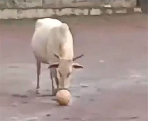 H­i­n­d­i­s­t­a­n­’­d­a­ ­t­o­p­l­a­ ­o­y­n­a­y­a­n­ ­i­n­e­k­ ­g­ü­n­d­e­m­ ­o­l­d­u­